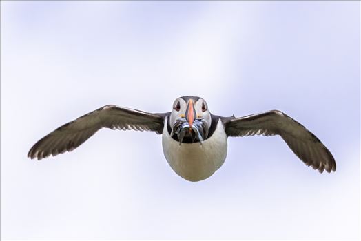 North Atlantic Puffin 02 by philreay