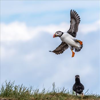 North Atlantic Puffin 03 by philreay