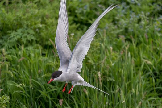 Common Tern by philreay