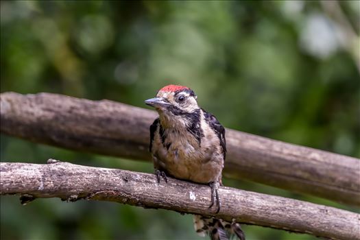 Woodpecker - 