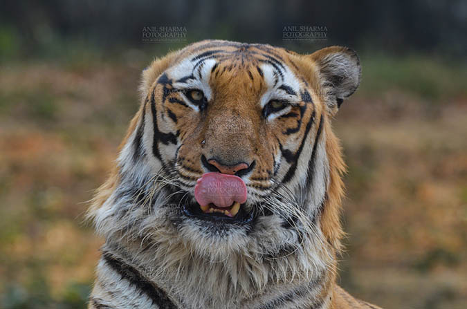 Wildlife- Royal Bengal Tiger (Panthera Tigris Tigris) Royal Bengal Tiger, New Delhi, India- April 5, 2018: Portrait of A Royal Bengal Tiger (Panthera tigris Tigris) showing tongue at New Delhi, India. by Anil