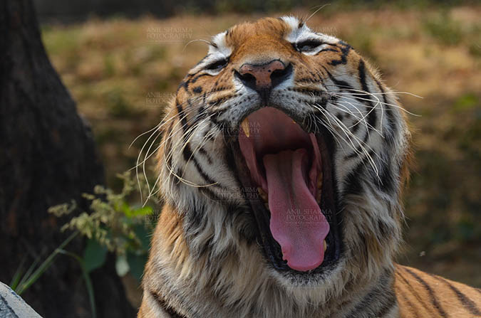 Wildlife- Royal Bengal Tiger (Panthera Tigris Tigris) Royal Bengal Tiger, New Delhi, India- April 3, 2018: Close-up of a Royal Bengal Tiger (Panthera tigris Tigris) yawning at New Delhi, India. by Anil