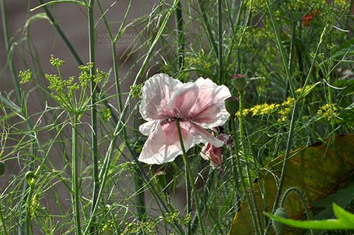 Flowers- Poppy Flowers (Papaver oideae) Beautiful White Color Poppy (Papaver oideae) flower with green color background blooming in a garden at Noida, Uttar Pradesh, India. by Anil