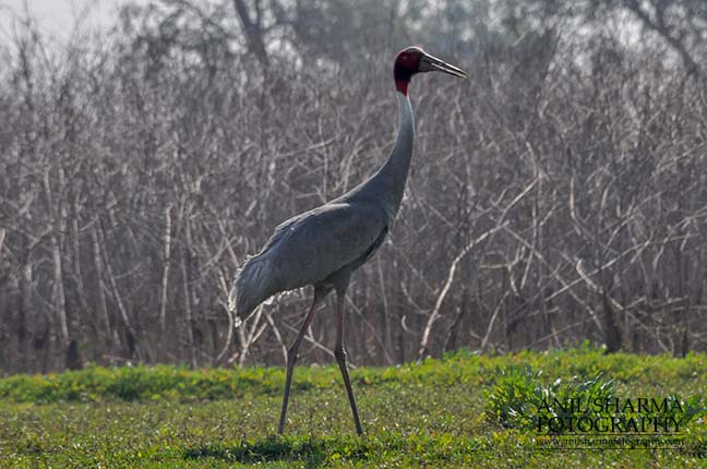 Birds- Sarus Crane (Grus Antigone) A Sarus Crane, Grus Antigone (Linnaeus) in an agricultural field at Dhanauri wetland, Greater Noida, Uttar Pradesh, India. by Anil