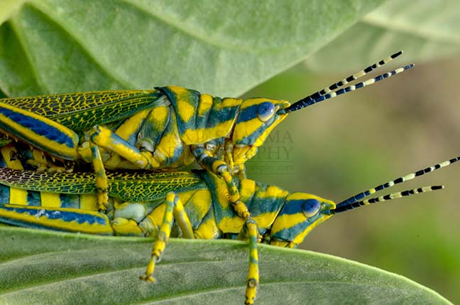 Insects- Indian Painted Grasshopper An Indian Painted Grasshopper, Poekilocerus Pictus, pair mating on milkweed plant leaves at Noida, Uttar Pradesh, India. by Anil