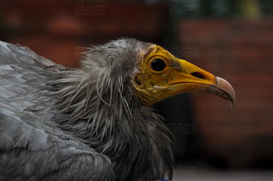 Birds- Egyptian Vulture (Neophron percnopterus) Egyptian vulture, Aligarh, Uttar Pradesh, India- January 21, 2017:  Close-up of an adult Egyptian Vulture with dark background at Aligarh, Uttar Pradesh, India. by Anil