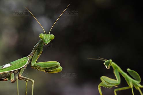 Insect- Praying Mantis, Noida, Uttar Pradesh, India. (Photo: Atul Sharma) Close-up of head of a Praying Mantis, Mantodea (or mantises, mantes) with dark greenish background in a garden at Noida, Uttar Pradesh, India. by Anil