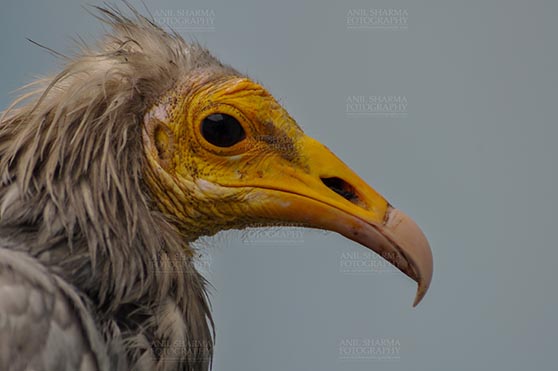 Birds- Egyptian Vulture (Neophron percnopterus) Egyptian vulture, Aligarh, Uttar Pradesh, India- January 21, 2017: Close-up of an adult Egyptian Vulture with blue background at Aligarh, Uttar Pradesh, India. by Anil