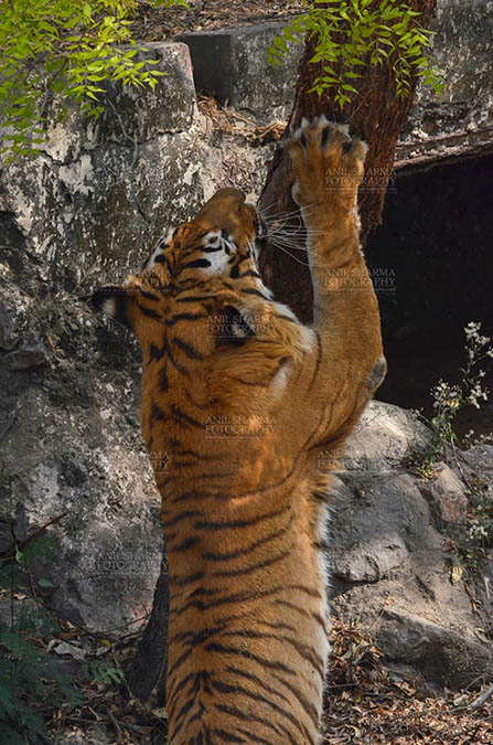 Wildlife- Royal Bengal Tiger (Panthera Tigris Tigris) Royal Bengal Tiger, New Delhi, India- April 3, 2018: A Royal Bengal Tiger (Panthera tigris Tigris) scratching a tree at New Delhi, India. by Anil