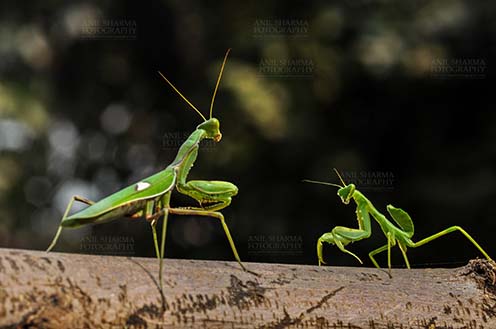 Insect- Praying Mantis Side view of two Praying Mantis,  Mantodea (or mantises, mantes)  in playful mood on a tree branch at Noida, Uttar Pradesh, India. by Anil