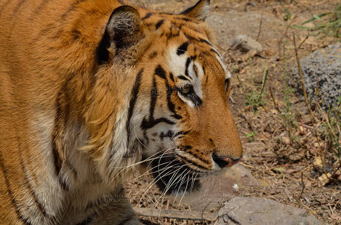 Wildlife- Royal Bengal Tiger (Panthera Tigris Tigris) Royal Bengal Tiger, New Delhi, India- April 3, 2018: A Royal Bengal Tiger (Panthera tigris Tigris) roaming at New Delhi, India. by Anil