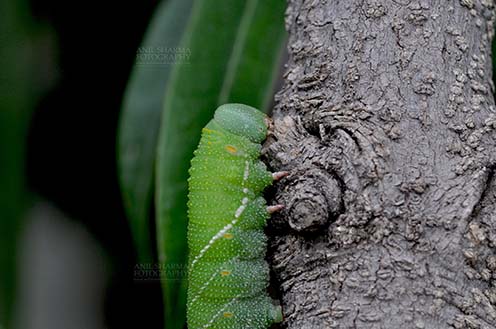 Insects- Caterpillar Noida, Uttar Pradesh, India- July 27, 2016: A big green caterpillar on a tree branch at Noida, Uttar Pradesh, India. by Anil