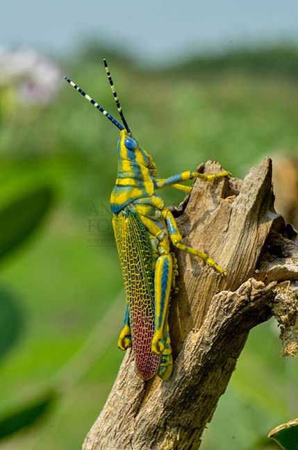 Insects- Indian Painted Grasshopper An Indian Painted Grasshopper, Poekilocerus Pictus, sitting on a on a dry tree branch at Noida, Uttar Pradesh, India. by Anil