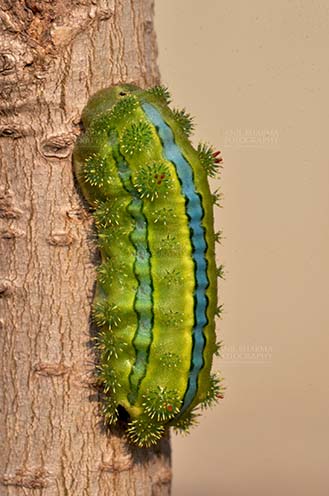 Insects- Caterpillar Noida, Uttar Pradesh, India- December 29, 2013: A Green-blue color Caterpillar on a tree branch in a garden at Noida, Uttar Pradesh, India. by Anil