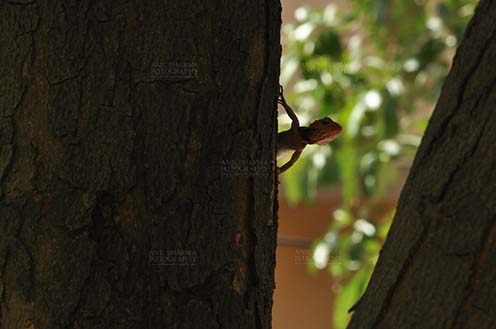 Reptiles- Oriental Garden Lizard Noida, Uttar Pradesh, India- May 28, 2011: Baby Oriental Garden Lizard, Eastern Garden Lizard or Changeable Lizard (Calotes versicolor) on a tree trunk at Noida, Uttar Pradesh, India. by Anil