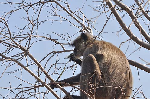 Wildlife- Gray or Common Indian Langur (India) A hungry black footed Gray or common male Langur (Semnopithecus hypoleucos) sitting on a tree branch eating leaves at Bhopal, Madhya Pradesh, India. by Anil