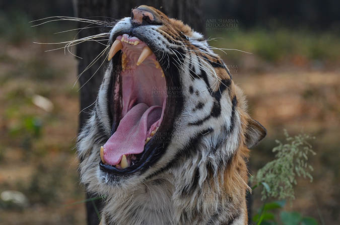 Wildlife- Royal Bengal Tiger (Panthera Tigris Tigris) New Delhi, India. (Photo: Anil Sharma) Royal Bengal Tiger, New Delhi, India- April 5, 2018: Portrait of A Royal Bengal Tiger (Panthera tigris Tigris) in aggressive mood showing its canines at New Delhi, India. by Anil