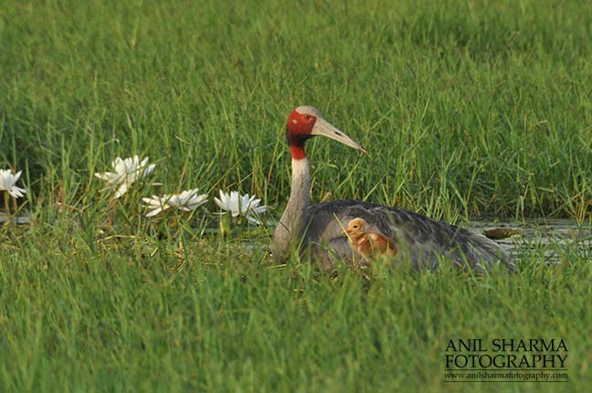Birds- Sarus Crane (Grus Antigone) Mom Sarus Crane, Grus Antigone (Linnaeus) with chick at Greater Noida, Uttar Pradesh, India. by Anil