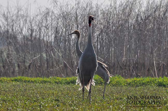 Birds- Sarus Crane (Grus Antigone) Mom Sarus Crane Grus Antigone (Linnaeus) with her chick, in an agricultural field at Dhanauri wetland, Greater Noida, Uttar Pradesh, India. by Anil