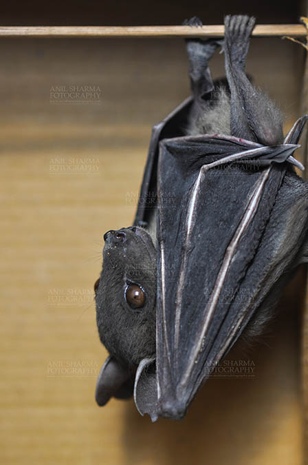 Wildlife- Indian Fruit Bat (Petrous giganteus) Indian Fruit Bats (Pteropus giganteus) Noida, Uttar Pradesh, India- January 19, 2017: Side pose of an Indian fruit bat photographed in a captive situation in its typical roosting grooming poses while hanging upside down from a limb at Noida, Uttar Pradesh by Anil