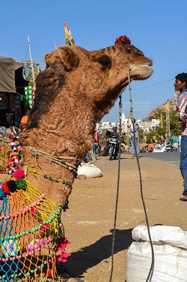 Fairs- Pushkar Fair, Rajasthan, India. (Photo: Anil Sharma) Pushkar, Rajasthan, India- January 16, 2018: Close-up of a beautifully decorated Camel at Pushkar fair, Rajasthan, India. by Anil