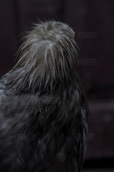 Birds- Egyptian Vulture (Neophron percnopterus) Egyptian vulture, Aligarh, Uttar Pradesh, India- January 21, 2017:  Back pose of an adult Egyptian Vulture lwith dark background at Aligarh, Uttar Pradesh, India. by Anil