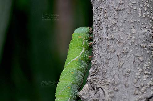 Insects- Caterpillar Noida, Uttar Pradesh, India- July 27, 2016: A big green caterpillar on a tree branch at Noida, Uttar Pradesh, India. by Anil