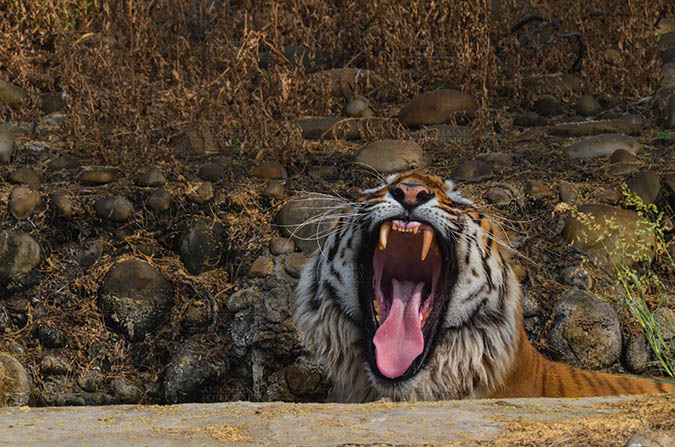 Wildlife- Royal Bengal Tiger (Panthera Tigris Tigris) New Delhi, India. (Photo: Anil Sharma) Royal Bengal Tiger, New Delhi, India- April 3, 2018: A Royal Bengal Tiger (Panthera tigris Tigris) sitting in a waterhole showing its canines at New Delhi, India. by Anil