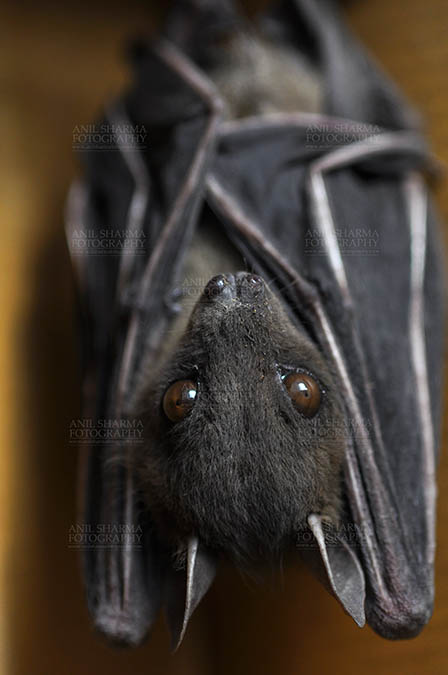 Wildlife- Indian Fruit Bat (Petrous giganteus) Noida, Uttar Pradesh, India.(Photo: Anil Sharma) Indian Fruit Bats (Pteropus giganteus) Noida, Uttar Pradesh, India- January 19, 2017: An Indian fruit bat hangs with wings folded at Noida, Uttar Pradesh, India. by Anil