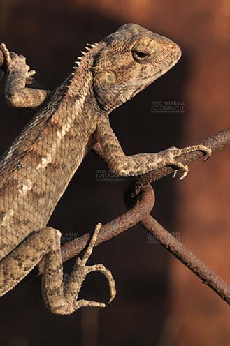 Reptiles- Oriental Garden Lizard Noida, Uttar Pradesh, India- June 25, 2016: Close-up of an Oriental Garden Lizard, Eastern Garden Lizard or Changeable Lizard (Calotes versicolor) Noida, Uttar Pradesh, India. by Anil