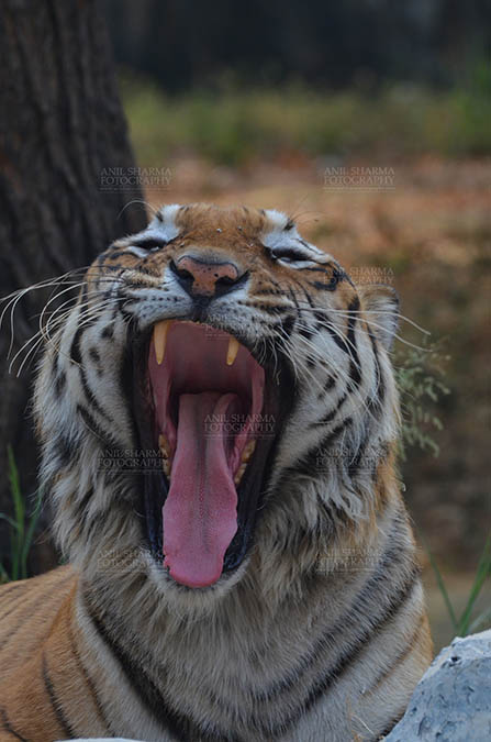 Wildlife- Royal Bengal Tiger (Panthera Tigris Tigris) New Delhi, India. (Photo: Anil Sharma) Royal Bengal Tiger, New Delhi, India- April 5, 2018: Portrait of A Royal Bengal Tiger (Panthera tigris Tigris) in furious mood showing its canines at New Delhi, India. by Anil