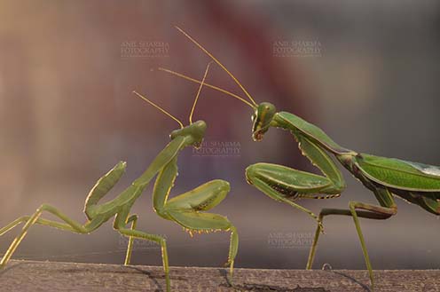 Insect- Praying Mantis Side view of Two Praying Mantis, Mantodea (or mantises, mantes)  in playful mood on a tree branch at Noida, Uttar Pradesh, India by Anil