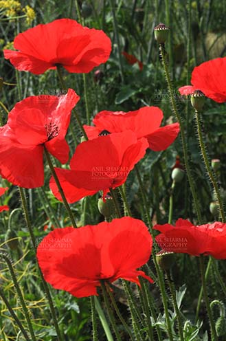 Flowers- Poppy Flowers (Papaver oideae) A Group of Beautiful Red Color Poppy (Papaver oideae) flowers with green color background blooming in a small garden at Noida, Uttar Pradesh, India. by Anil