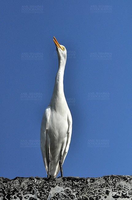 Birds- Cattle Egret (Bubulcus ibis) Noida, India- September 27, 2015: Cattle Egret (Bubulcus ibis) close-up sitting on a building wall with dark blue sky in the background at Noida, Uttar Pradesh, India. by Anil