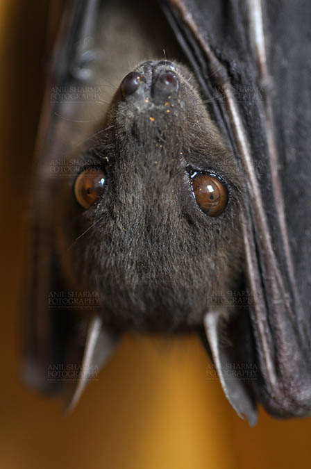 Wildlife- Indian Fruit Bat (Petrous giganteus) Indian Fruit Bats (Pteropus giganteus) Noida, Uttar Pradesh, India- January 19, 2017: Close-up of an Indian fruit bat hanging upside down showing big eyes at Noida, Uttar Pradesh, India. by Anil