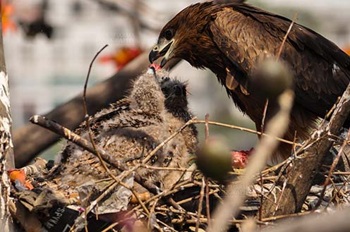 Birds-  Black Kite Milvus migrans (Boddaert) Black Kite Mom feeding raw meat to her chick. by Anil