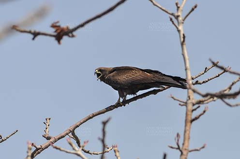 Birds-  Black Kite Milvus migrans (Boddaert) Papa Black Kite in attacking mood. by Anil