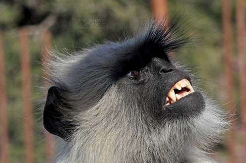 Wildlife- Gray or Common Indian Langur, Bhopal, Madhya Pradesh, India. (Photo: Anil Sharma) Close-up of a black footed Gray Langur’s (Semnopithecus hypoleucos) in angry mood at Bhopal, Madhya Pradesh, India. by Anil