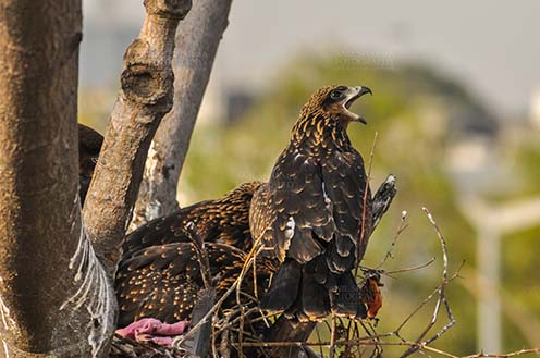 Raptors: Black Kite Milvus migrans (Boddaert) (Photo: Anil Sharma) Hungry black kite chick calling Mom !!!! by Anil