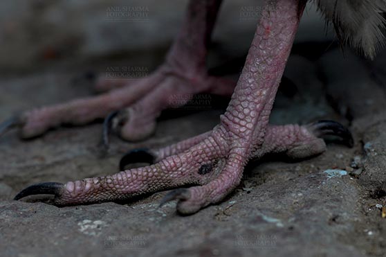 Birds- Egyptian Vulture (Neophron percnopterus) Aligarh, Uttar Pradesh, India. (Photo: Anil Sharma) The Egyptian vulture, Aligarh, India- January 21, 2017:   Close-up of an Egyptian Vulture's feet, Aligarh, India. by Anil