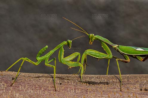 Insect- Praying Mantis, Noida, Uttar Pradesh, India. (Photo: Atul Sharma) Side view of two Praying Mantis, Mantodea (or mantises, mantes)  in playful mood on a tree branch at Noida, Uttar Pradesh, India by Anil