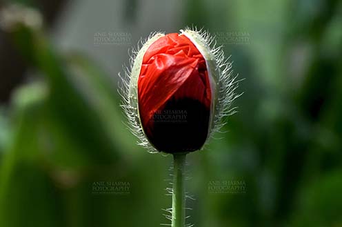 Flowers- Poppy Flowers (Papaver oideae) Beautiful Red Color Poppy (Papaver oideae) buds with green color background in a garden at Noida, Uttar Pradesh, India. by Anil