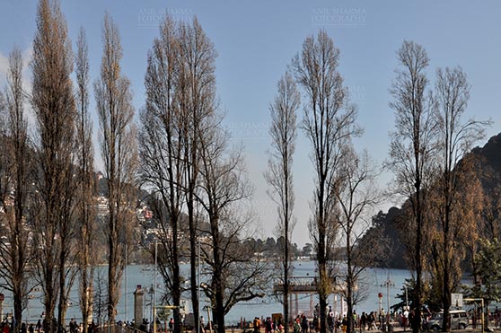 Travel-"Nainital: The Enchanting Lake City" Nainital, Uttarakhand, India. (Photo: Anil Sharma) Nainital, Uttarakhand, India- November 13, 2015: Naini Lake and beauty of leafless popular tree at Band stand Mallital, Nainital, Uttarakhand, India. by Anil