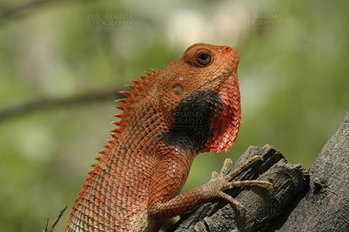 Reptiles- Oriental Garden Lizard Noida, Uttar Pradesh, India- April 22, 2010: Oriental Garden Lizard, or Changeable Lizard (Calotes versicolor) in breeding color. by Anil