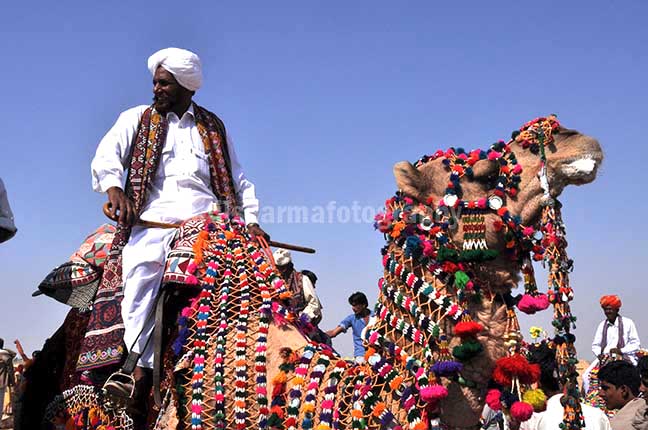 Festivals- Jaisalmer Desert Festival, Rajasthan Decorated camel for best decorated camel competition at jaisalmer desert fair. by Anil
