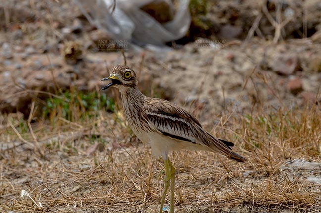 Birds- Eurasian Stone Curlew (Burhinus oedicnemus) Noida, Uttar Pradersh, India. ( Photo: Anil Sharma) Eurasian stone curlew Noida, India- June 18, 2017: A  Eurasian stone curlew in a field guarding her nest at Noida, India. by Anil