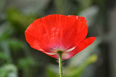Flowers- Poppy Flowers (Papaver oideae) Beautiful Red Color Poppy (Papaver oideae) flower with green color background blooming in a garden at Noida, Uttar Pradesh, India.
 by Anil