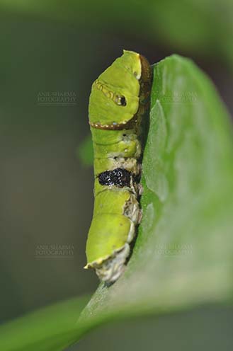 Insects- Caterpillar Noida, Uttar Pradesh, India- April 6, 2016: Hungry Citrus Swallowtail Butterfly caterpillar on a lemon tree leaf at Noida, Uttar Pradesh, India. by Anil