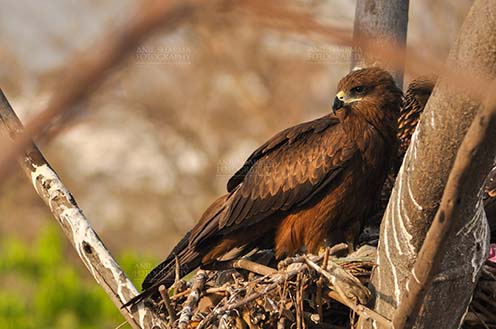 Birds-  Black Kite Milvus migrans (Boddaert) Close-up of Black Kite Mom. by Anil