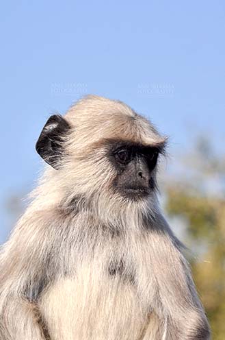 Wildlife- Gray or Common Indian Langur (India) Close-up of a baby black footed Gray Langur (Semnopithecus hypoleucos) sitting on a branch at Bhopal, Madhya Pradesh, India. by Anil